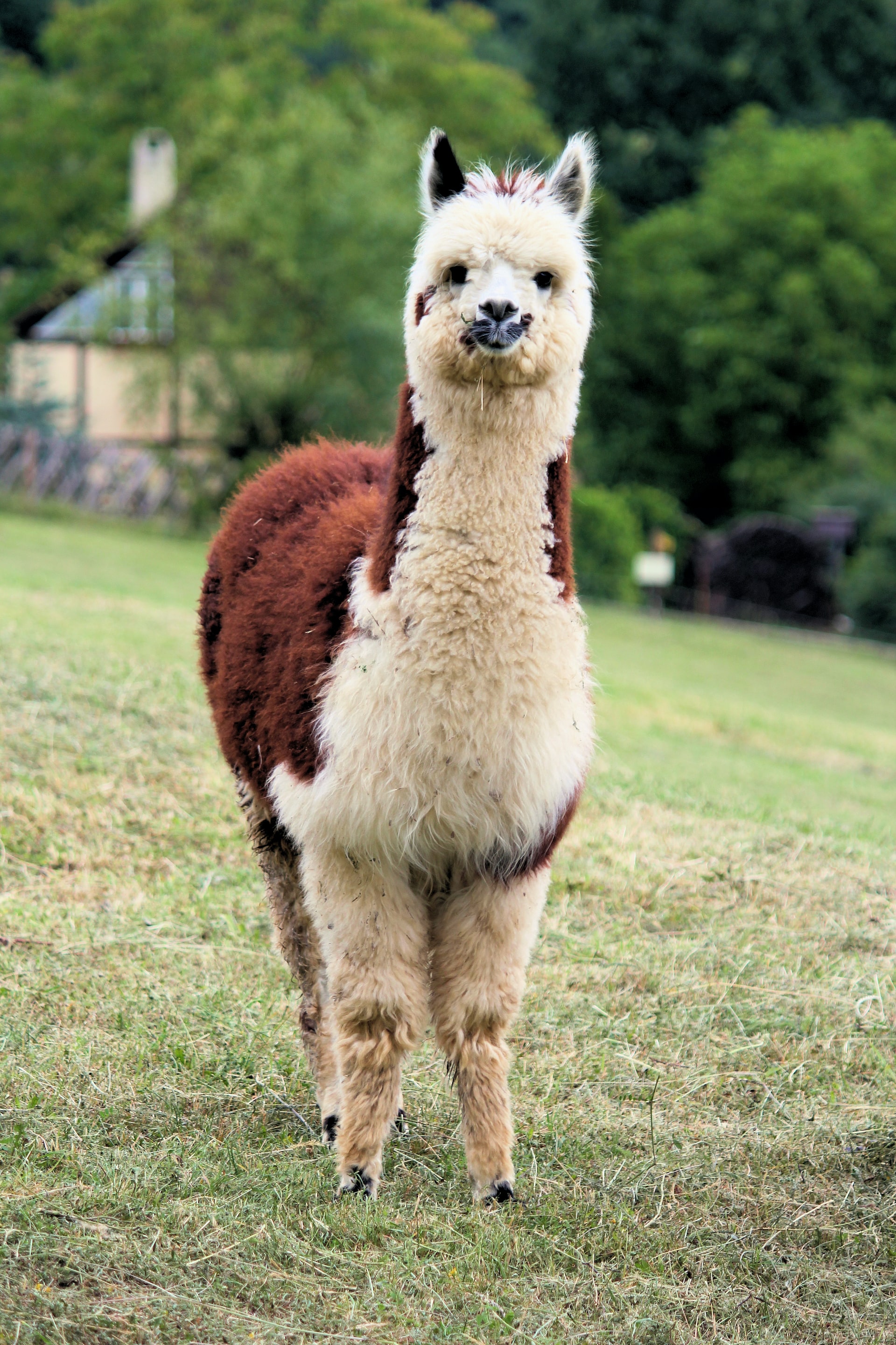 Alpaca.