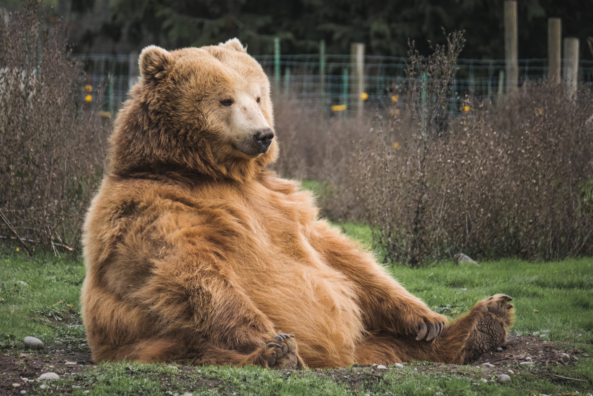 Brown Bear.