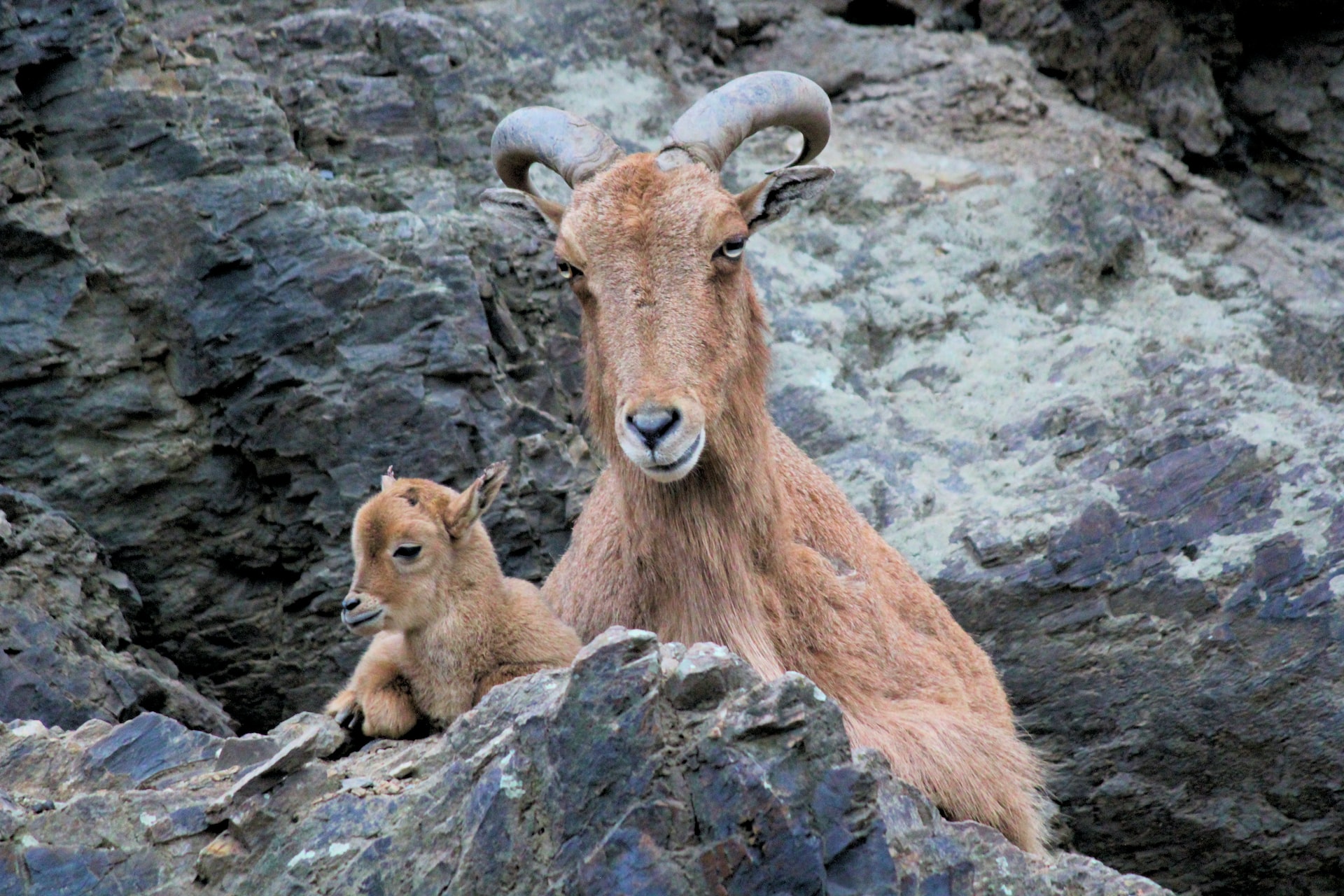 Brown goat.