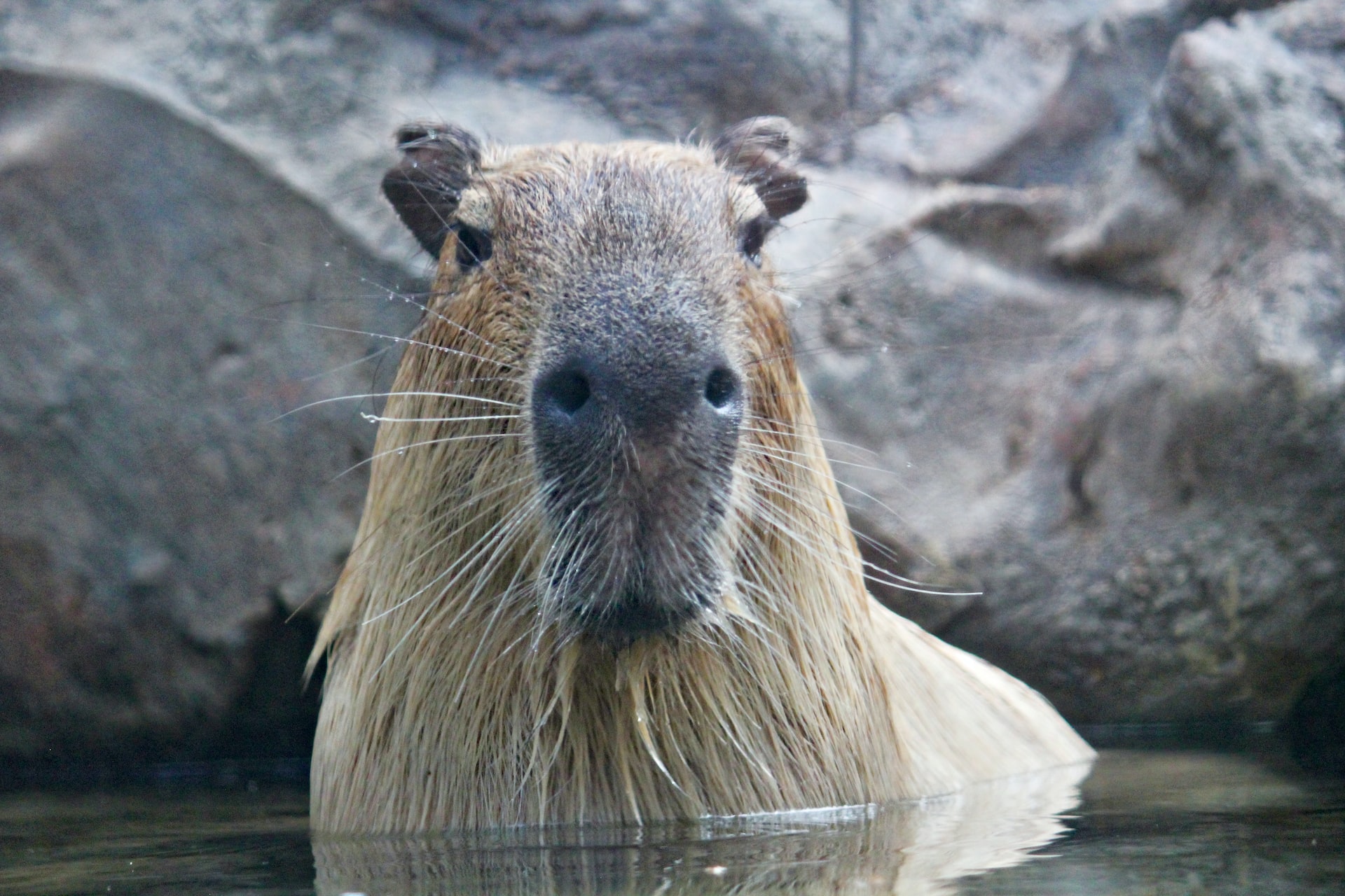 Cabybara.