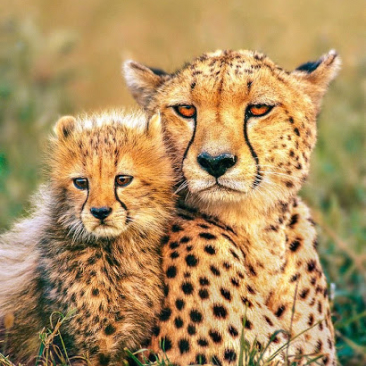 Mom cheetah and a little cheetah.