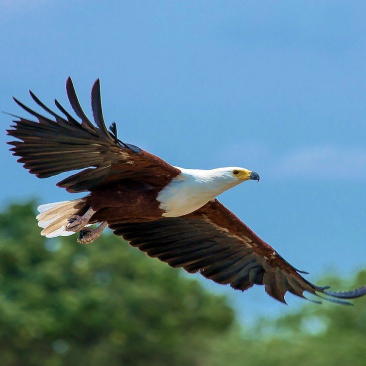 Flying eagle