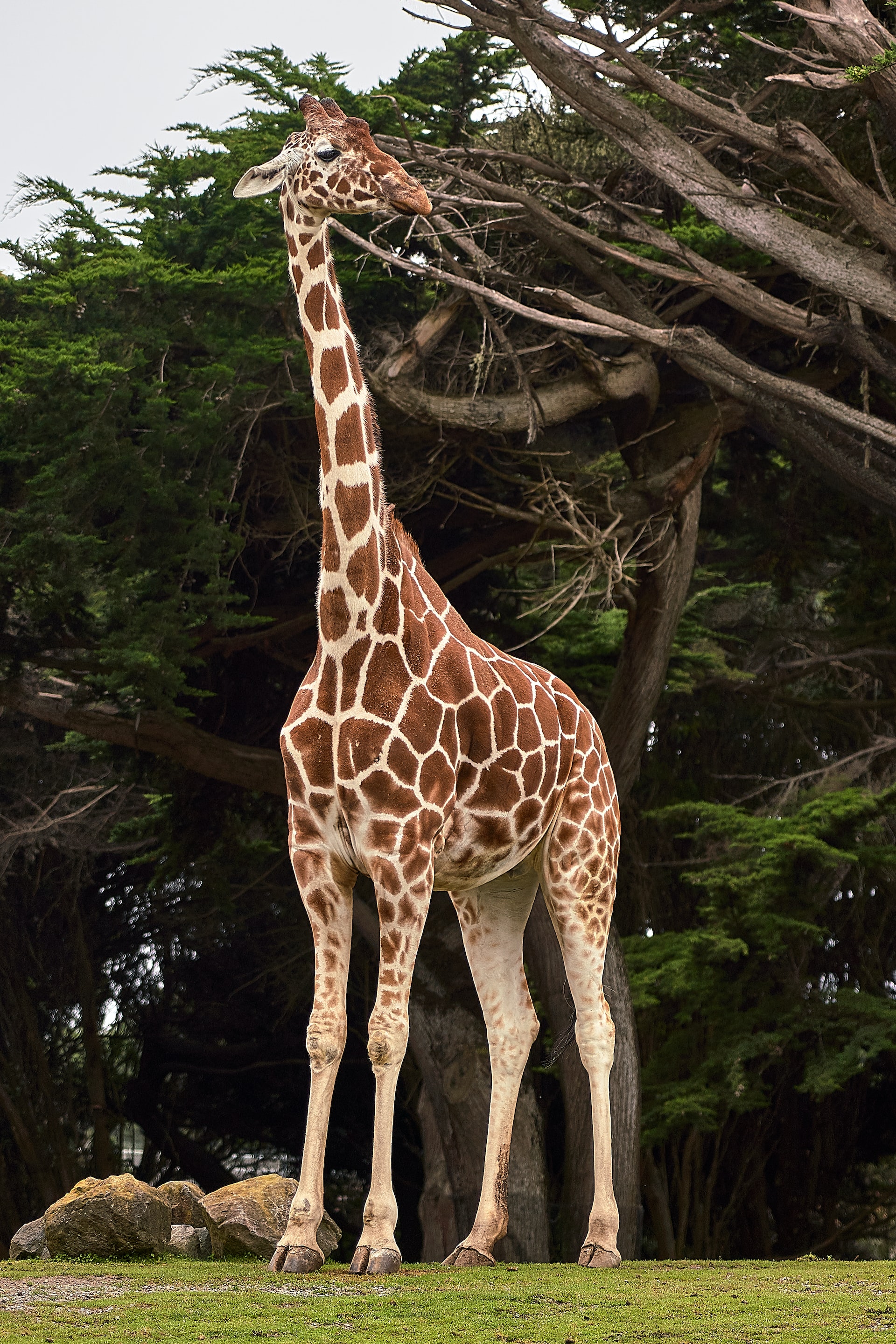 Giraffe.