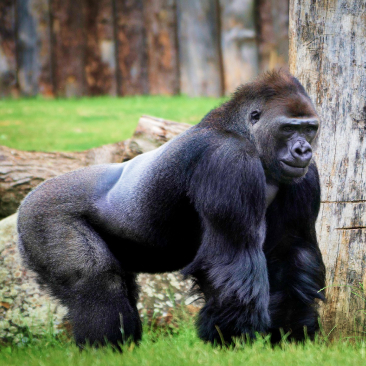 Big black gorilla