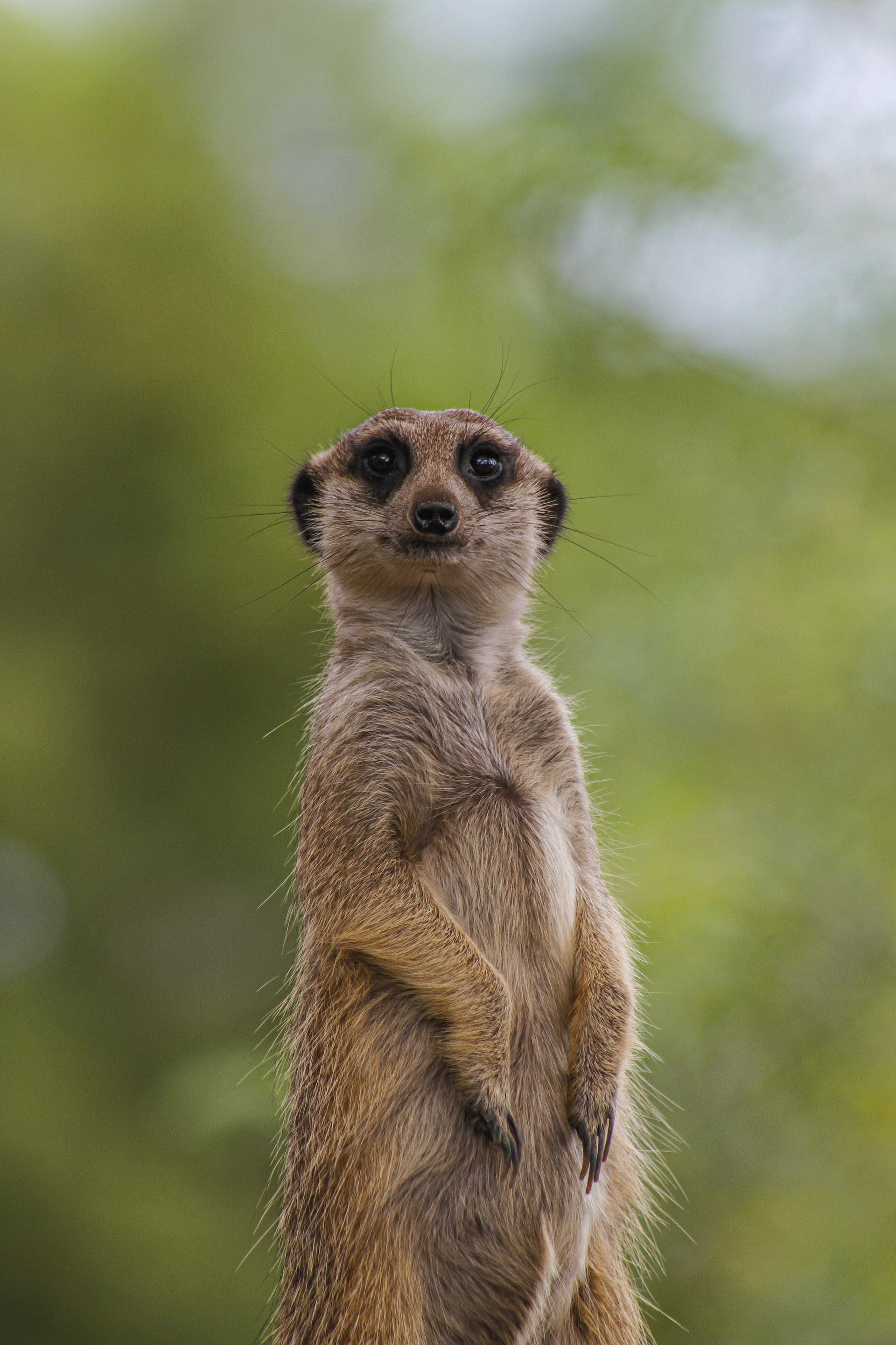 Meerkat.