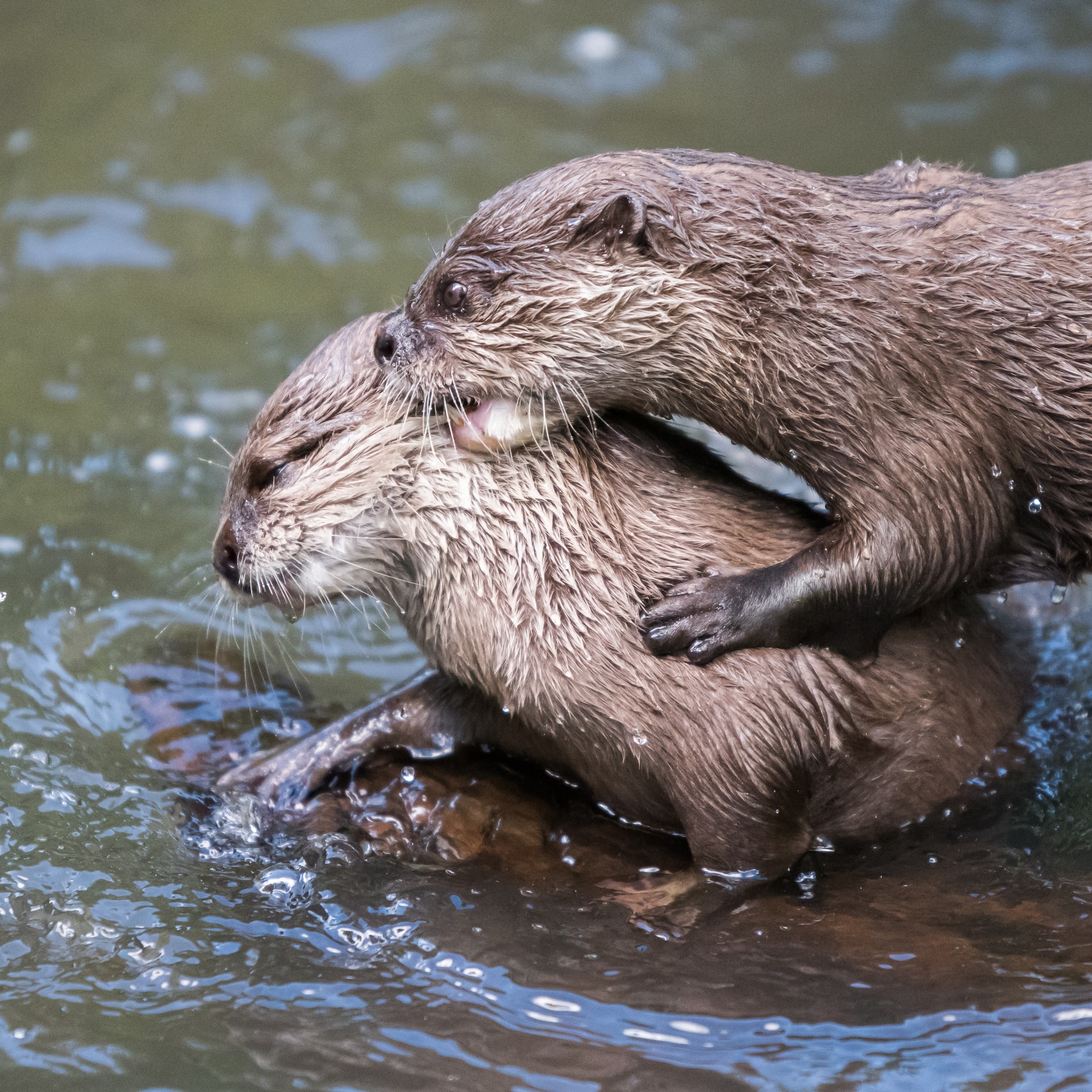 Otter.