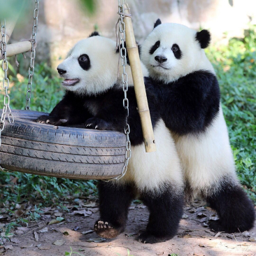 Two pandas swinging on the tire