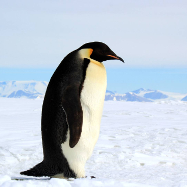 Penguin in the ice scenery.