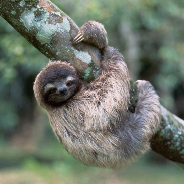 Sloth hanging on the branch.