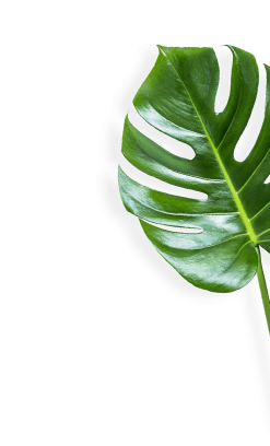 monstera leaf